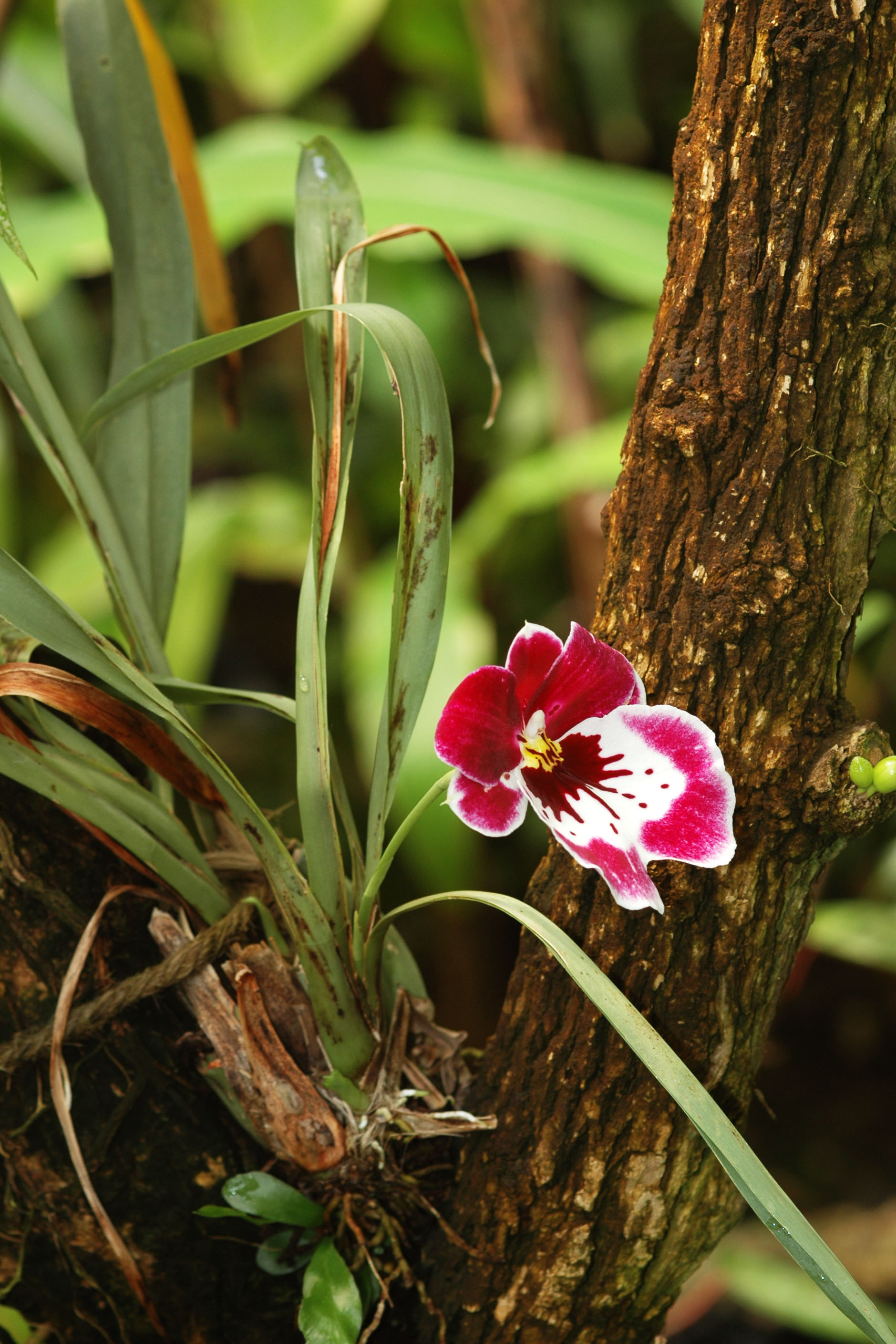 Orchid